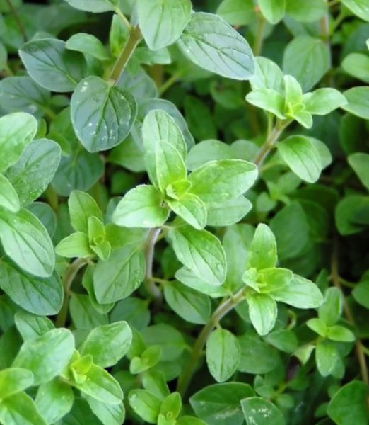 Origanum vulgare subsp. hirtum